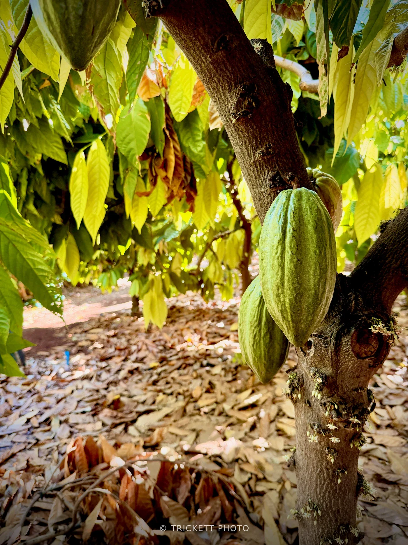 Chocolate Tour & Animal Sanctuary