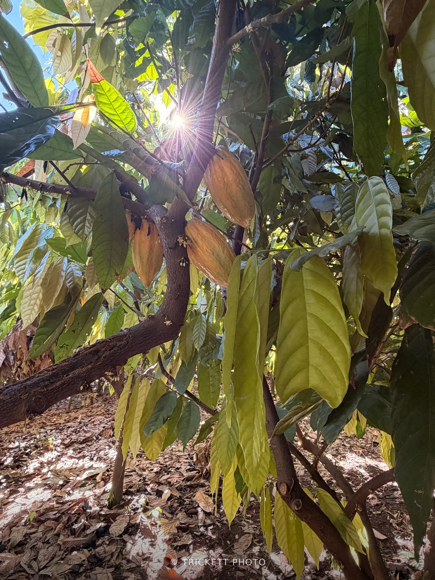 Maui - 56