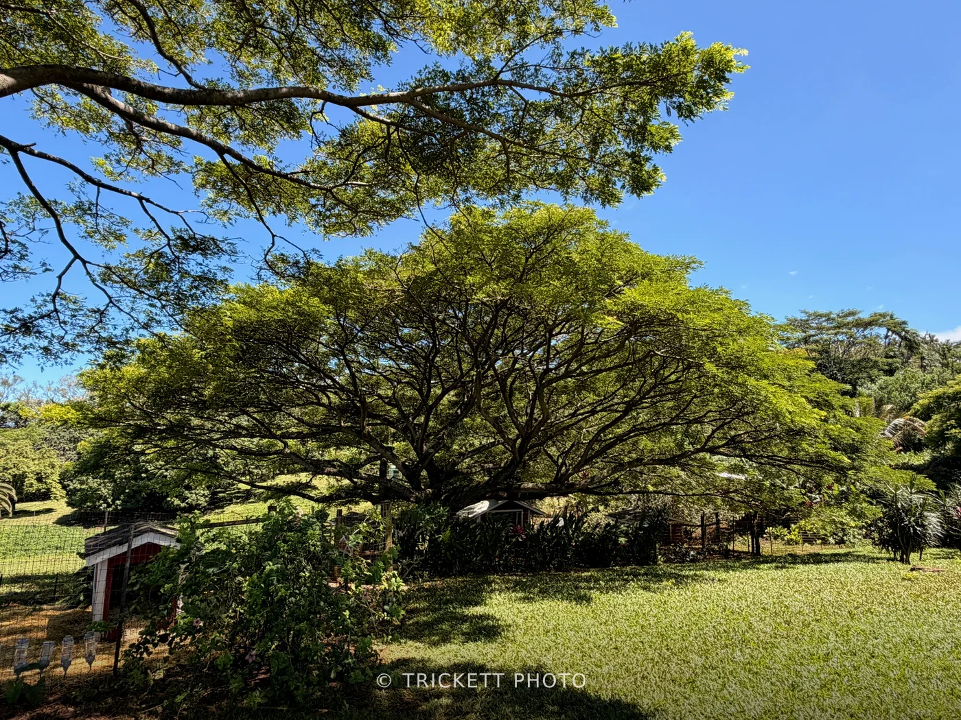 Maui - 118