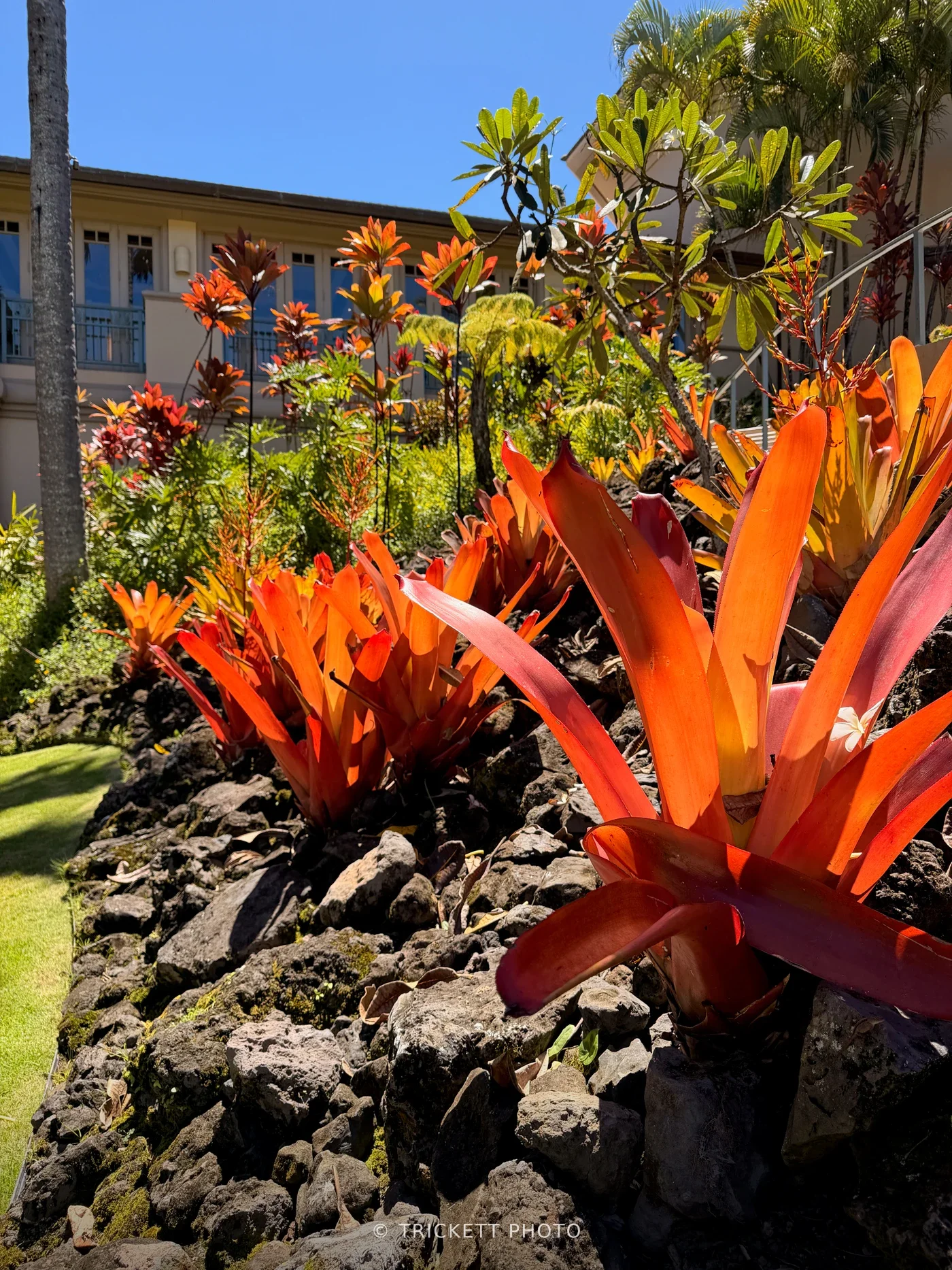 Maui - 217
