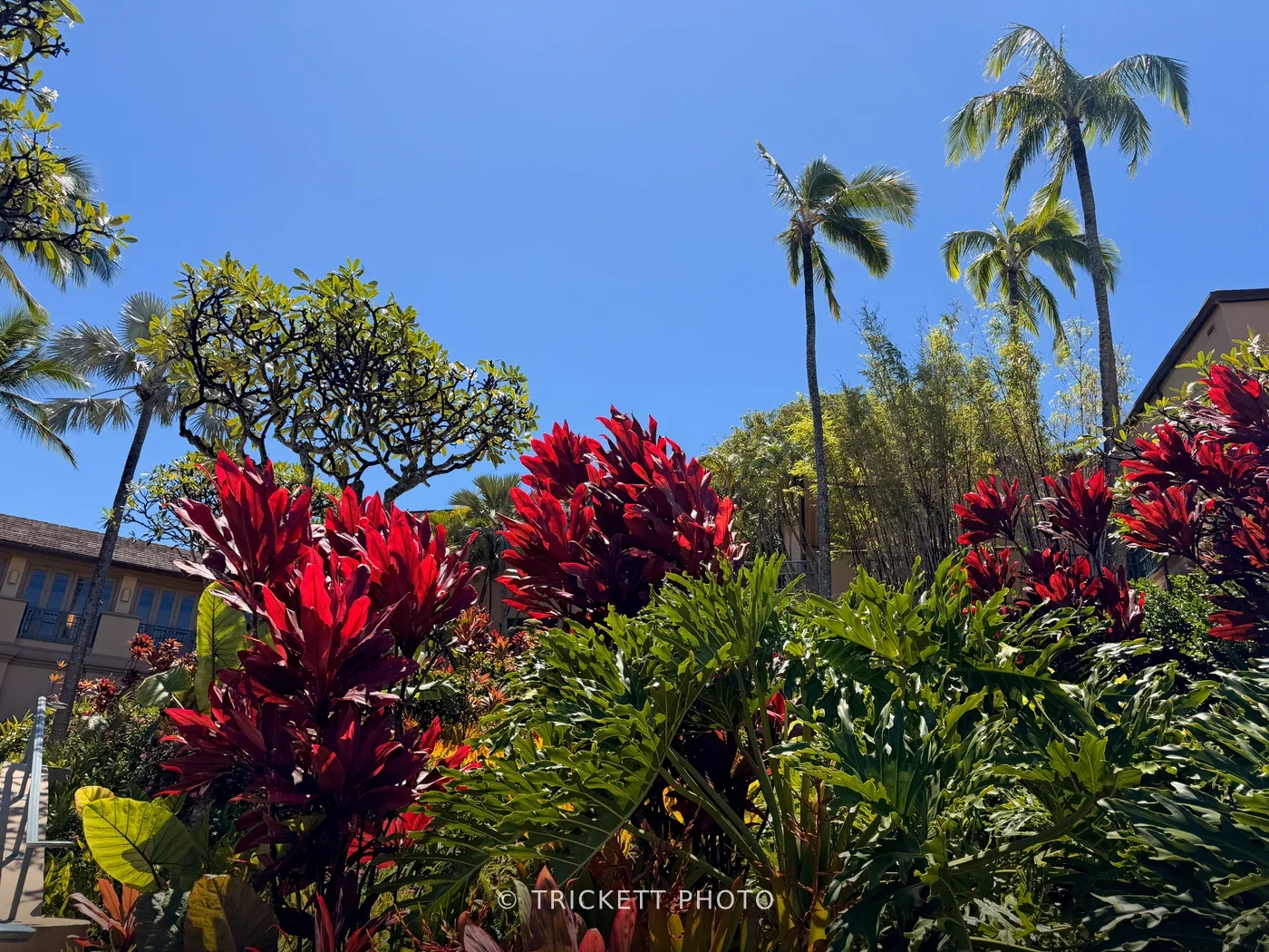 Maui - 215