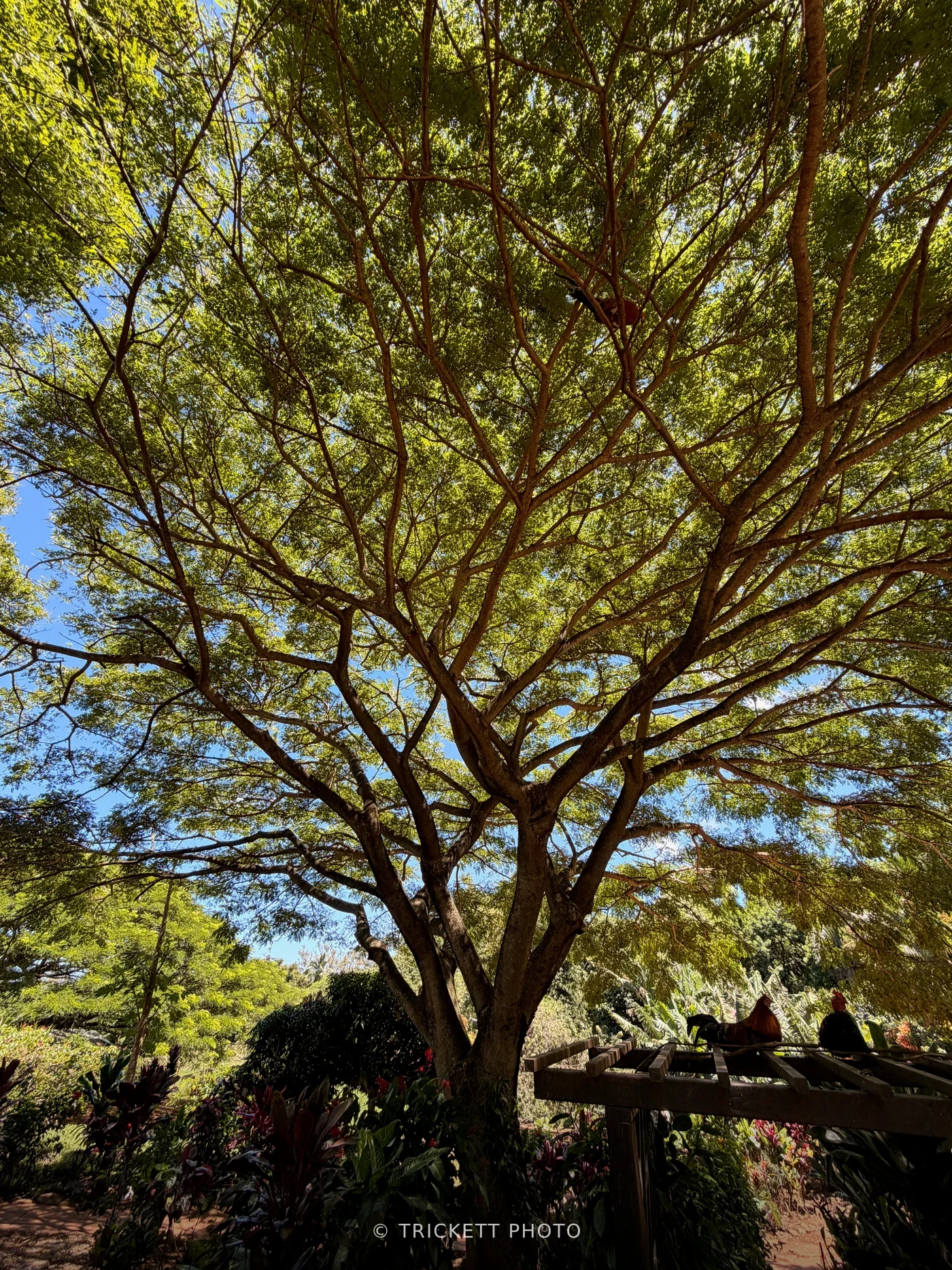 Maui - 93