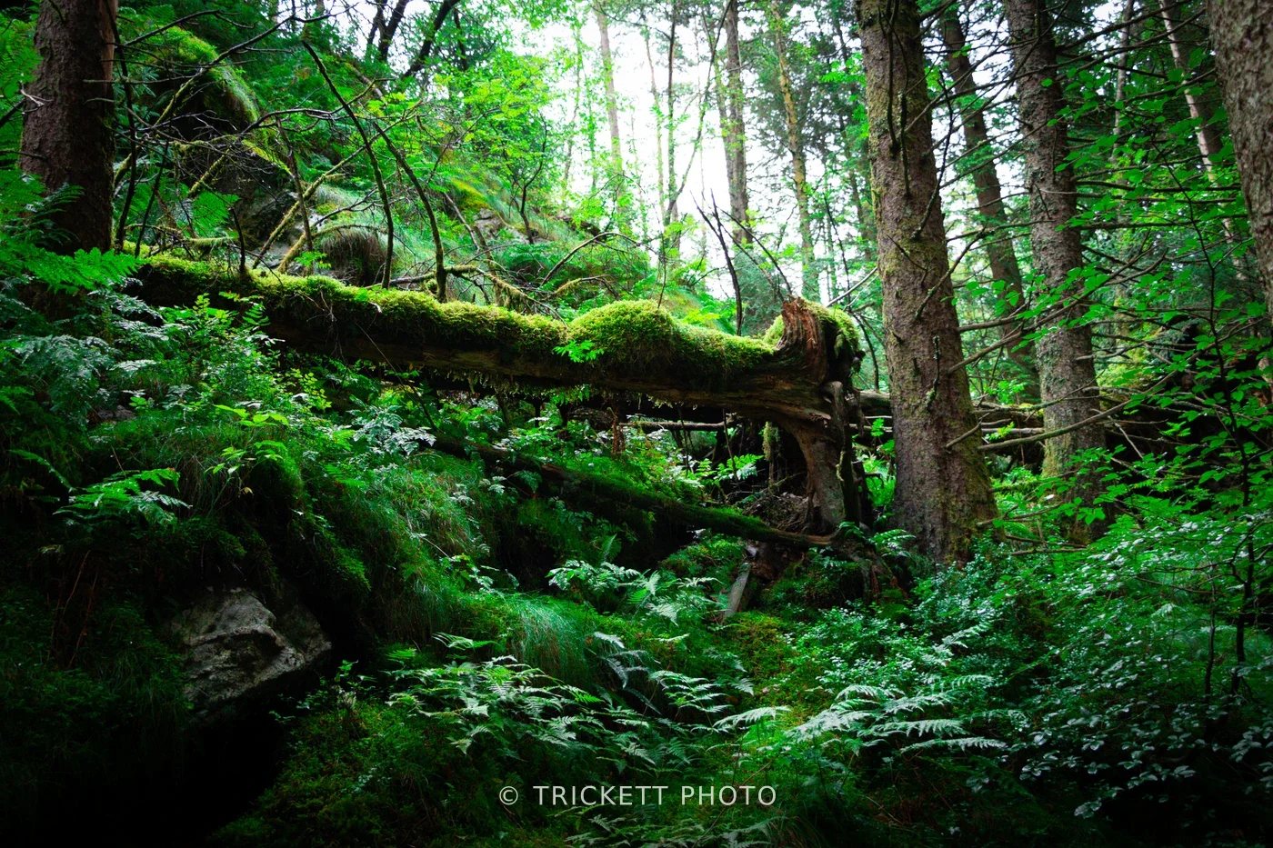Norway-Bergen-D2-19