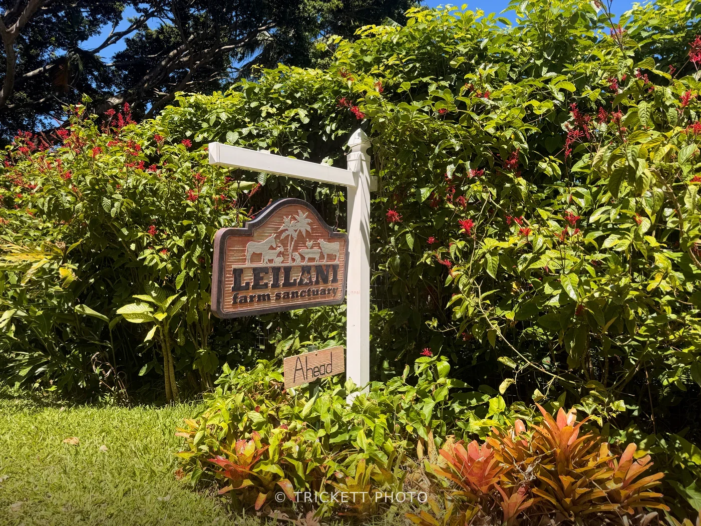 Maui - 71