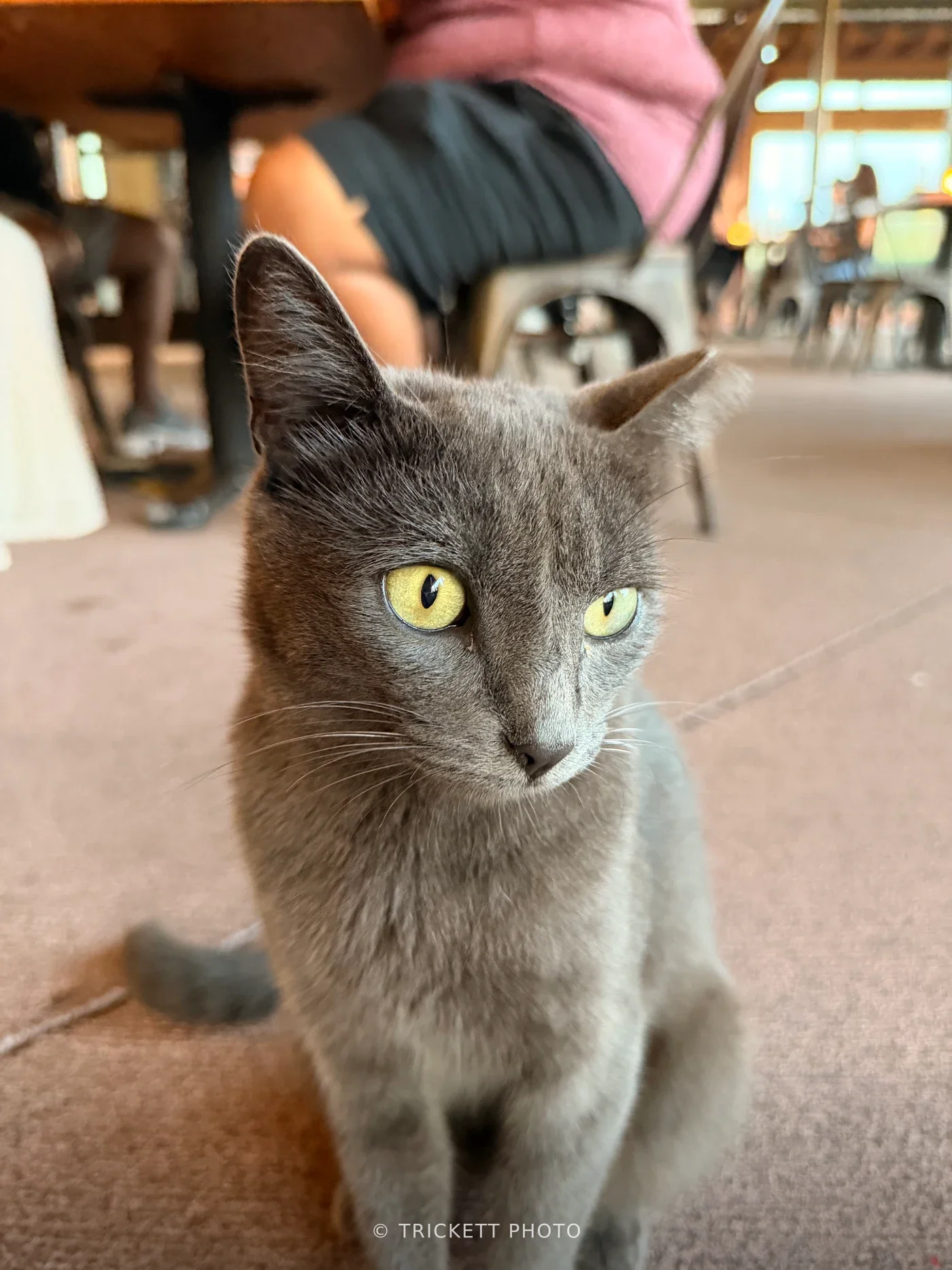 Cats of Maui