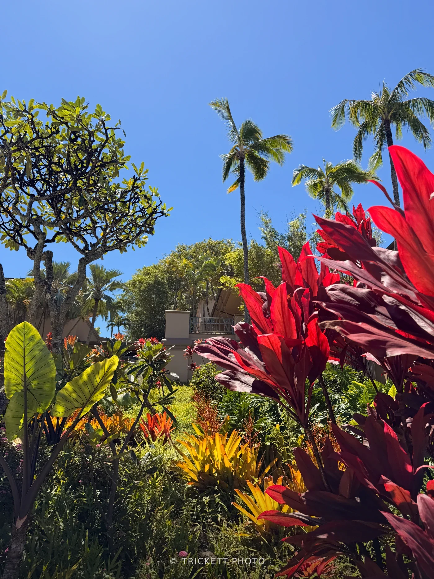 Maui - 216