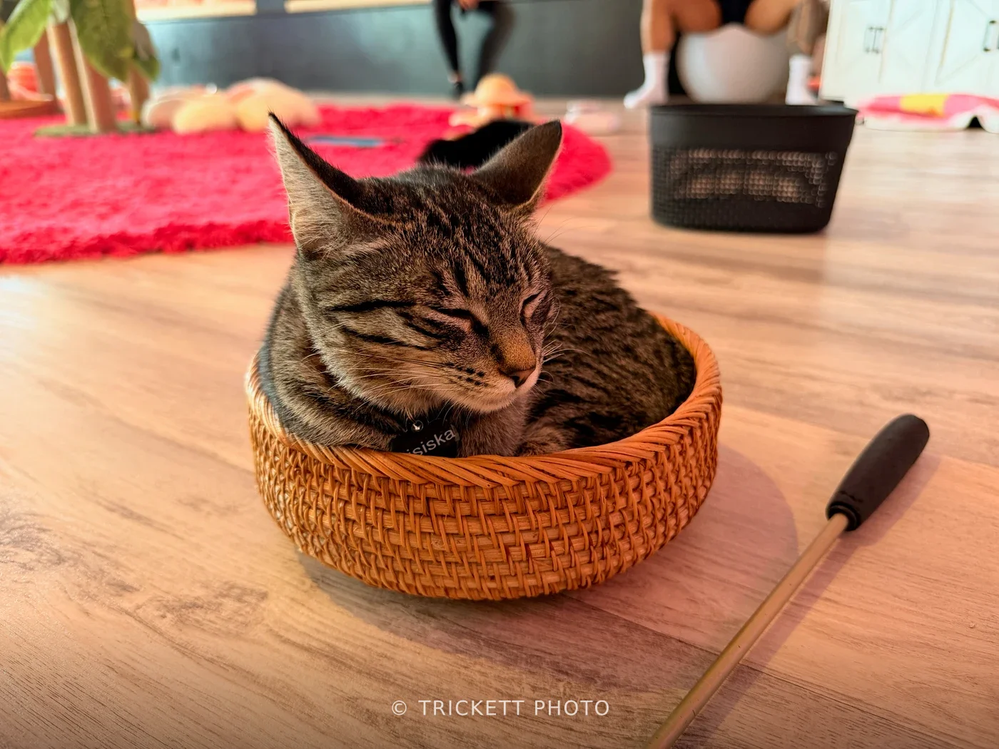 Cat Cafe before Departure