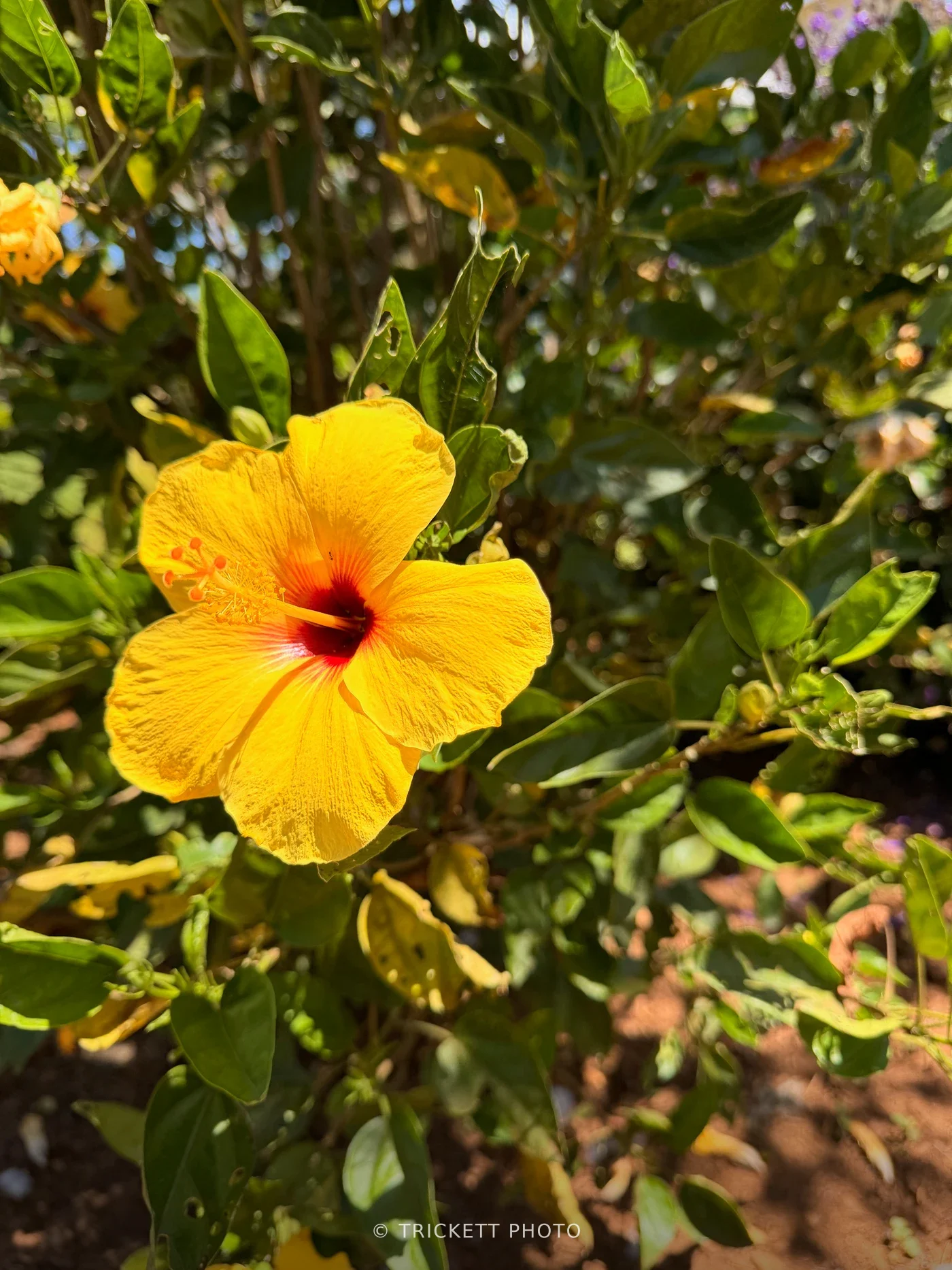 Maui - 87